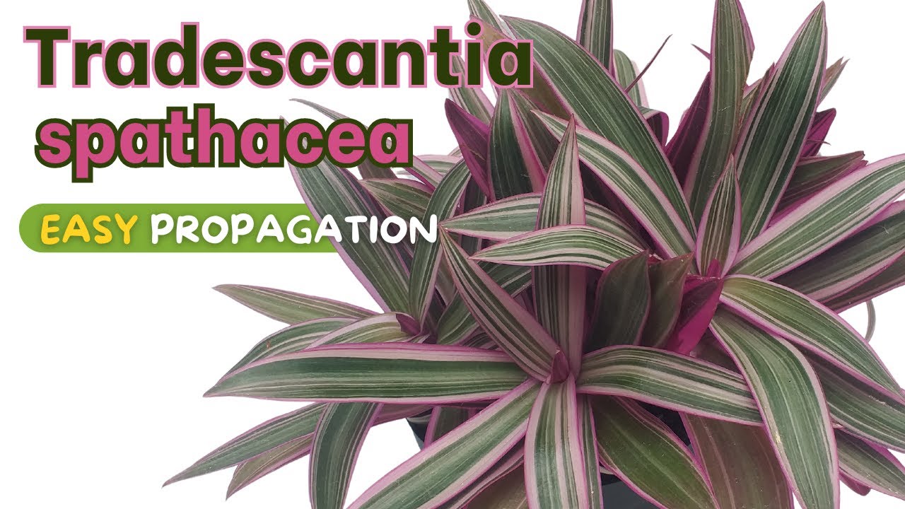 Tradescantia spathacea 'tricolor' - Two best ways to propagate