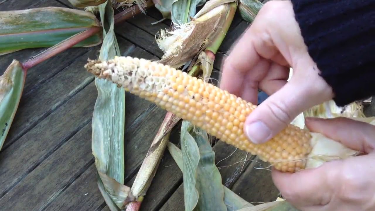 Growing Organic Corn Planting Germinating How to Grow in the Garden Harvesting Seeds Popcorn
