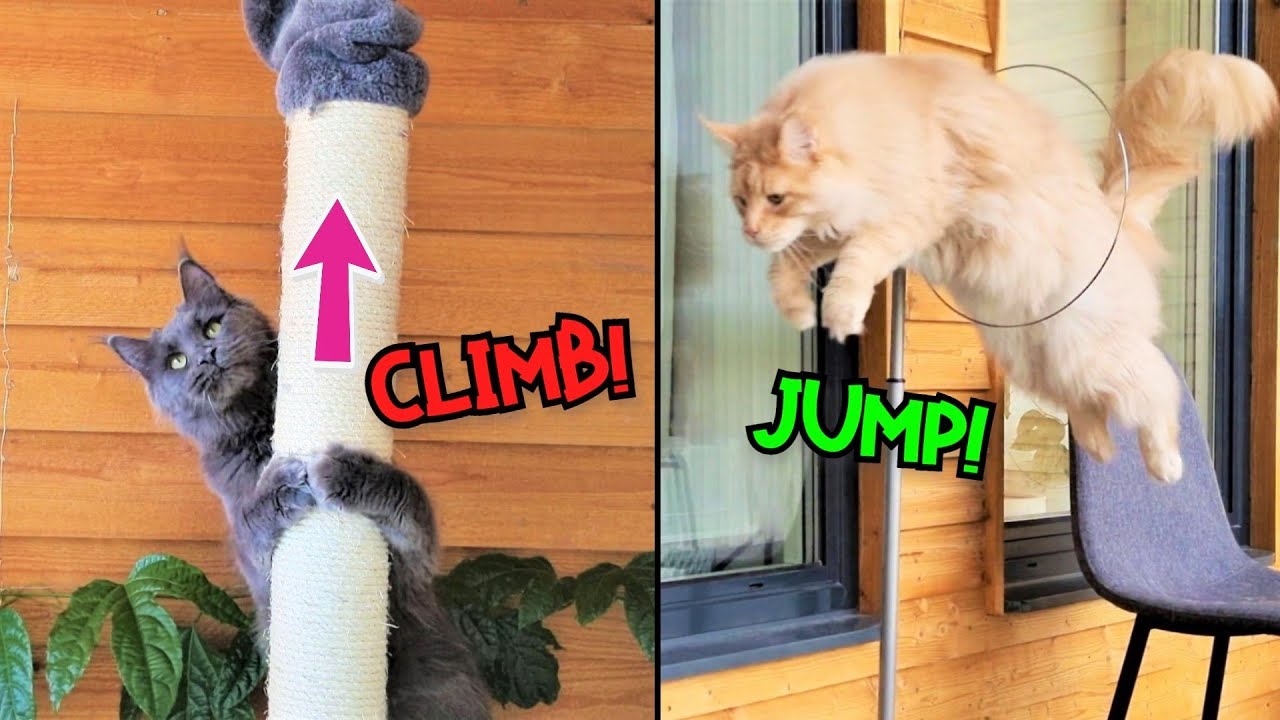 Ultimate Obstacle Course for Maine Coon Cats!