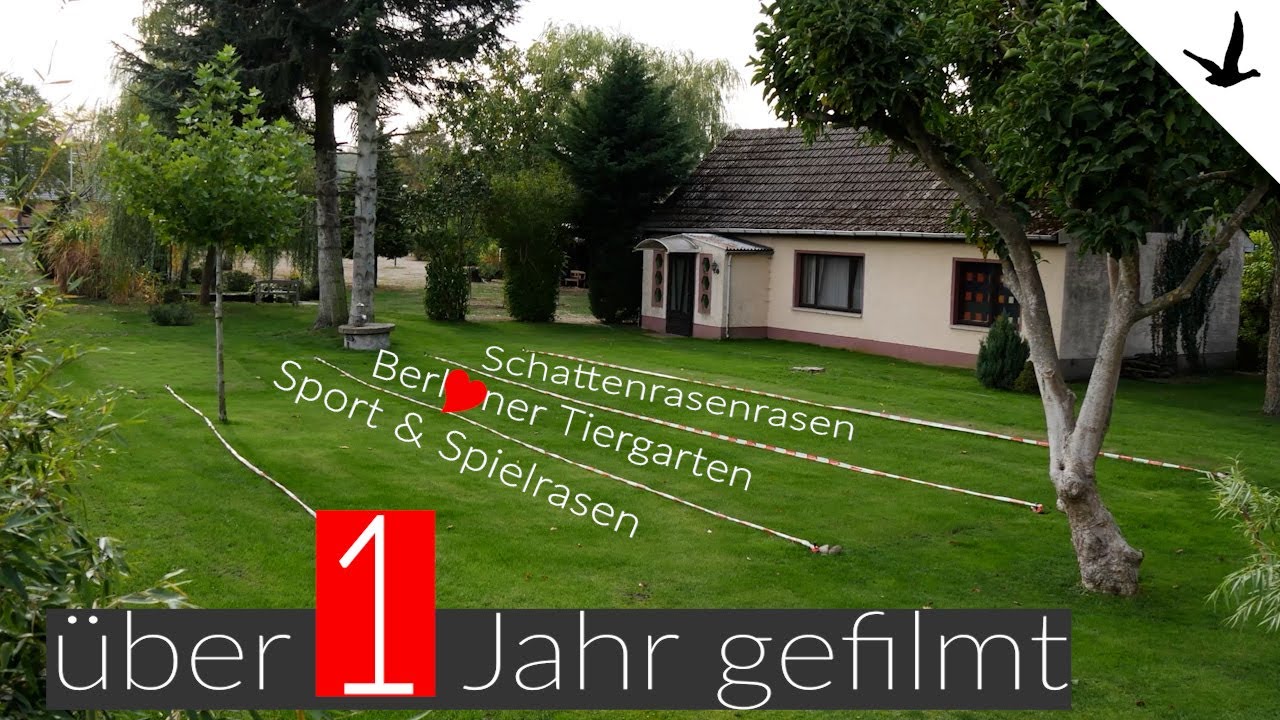 Rasen neu anlegen ✅Von umgraben bis Traum Rasen. Über 1 Jahr mit der Kamera dabei.