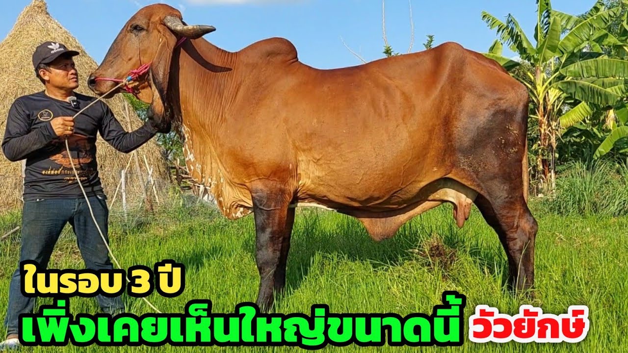 เจอวัวยักษ์ท้องแก่ ในรอบ 3 ปี เพิ่งเคยเห็นวัวใหญ่ขนาดนี้ พยุงฟาร์มจัดโปรยกคอก 8 มี.ค.69 