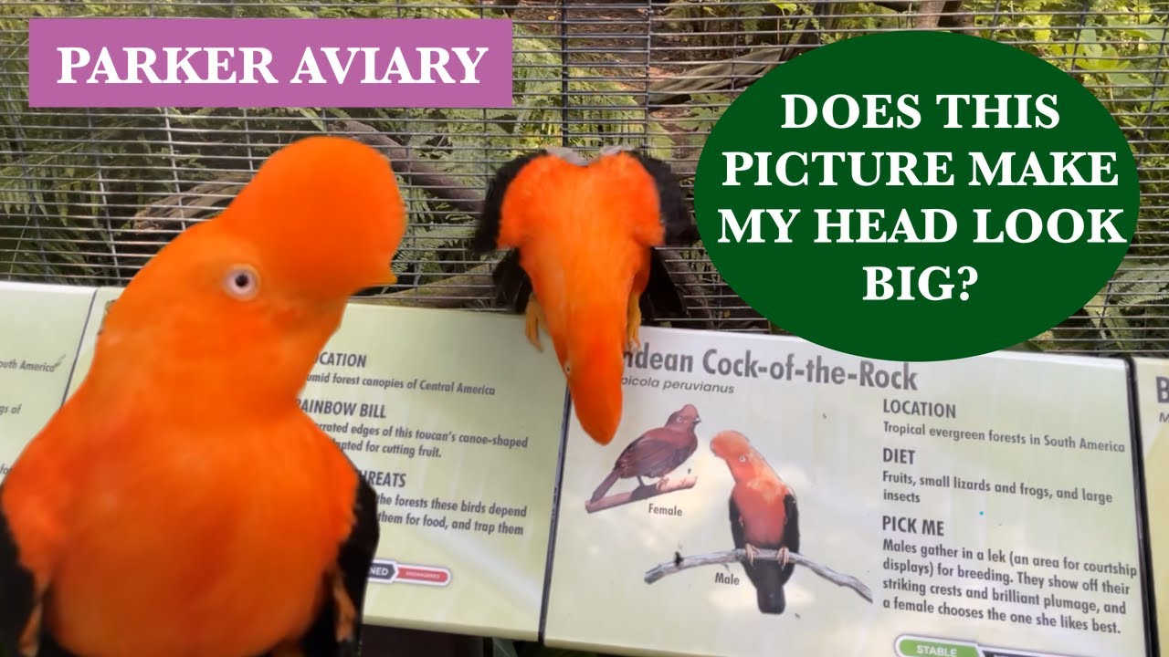Parker Aviary at the San Diego Zoo 4K with Natural Aviary Sounds