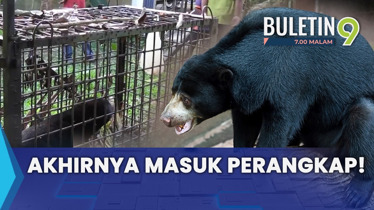 Penduduk Kampung Padang Ping Lega Beruang Masuk Perangkap (B9)