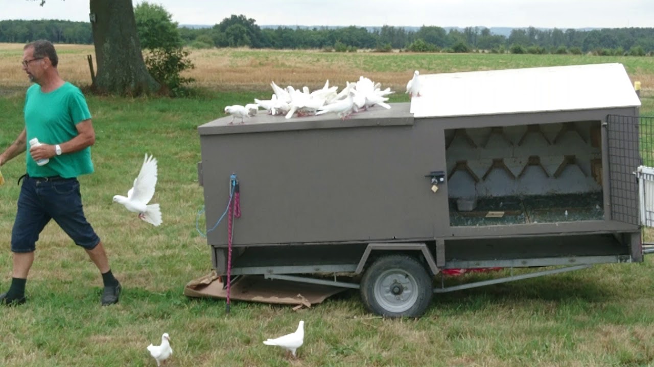 38 pigeons tambours d' Arabie ,sortie avec la remorque pigeonnier