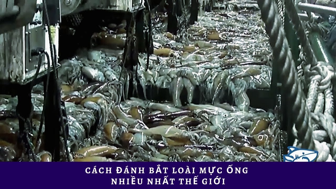 Cách đánh bắt loài mực ống nhiều nhất thế giới