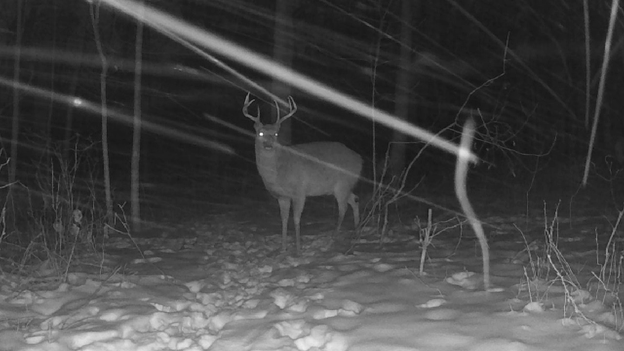 𐂂 Real Life Bambi #1787 𔑴 #asmr #deer #animallovers #notai #relaxation #forcats #fallasleep