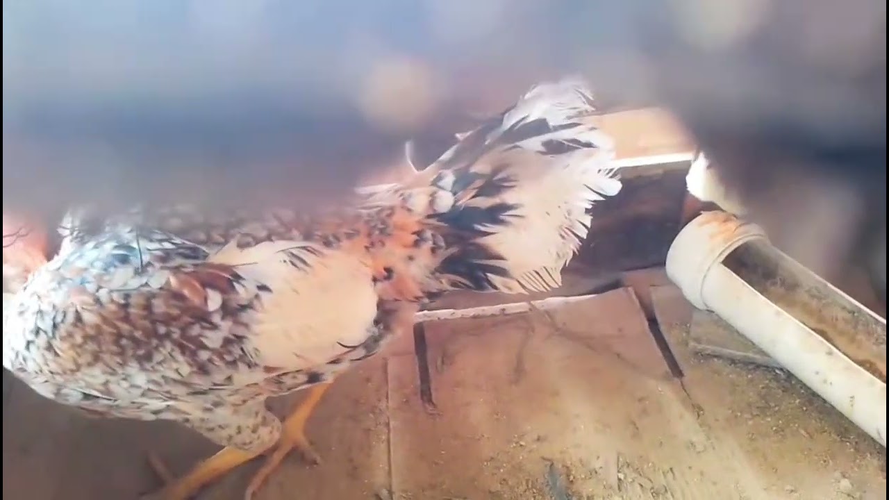  PLANTEL: Características das minhas galinhas de raça #galinheiro