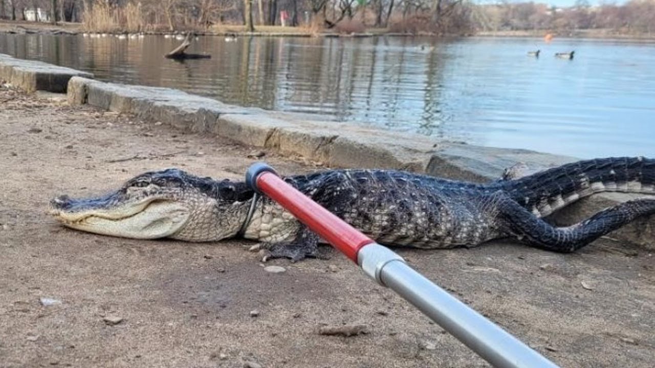 Alligator found in Prospect Park lake