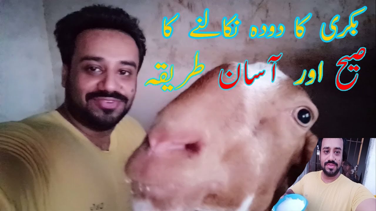 Bakri ka Dodh Nikalne Ka Asaan Aur Sahi Tareeqa | Haider's Divine Goat