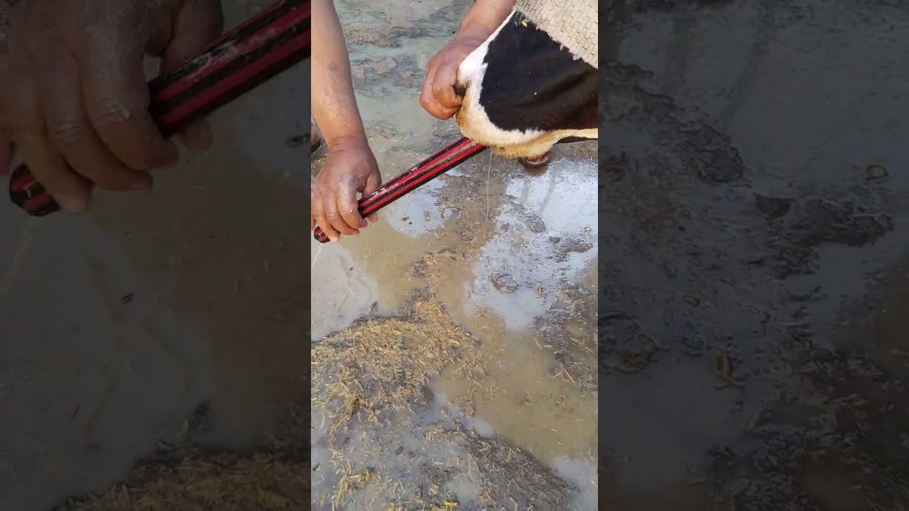 حالة لكمة فى الكرش نتيجة دخول الحيوان على عليقة وشرب ماء وطريقة التفريغ