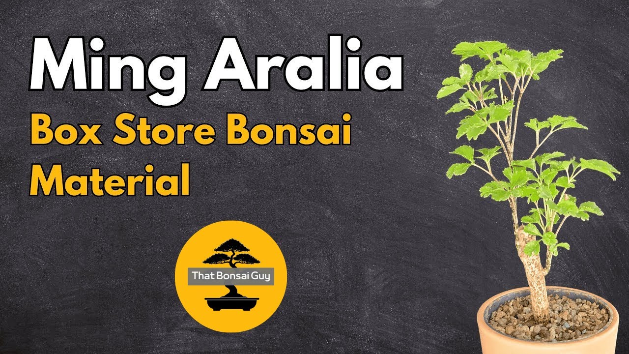 Ming Aralia Bonsai Material: First Steps