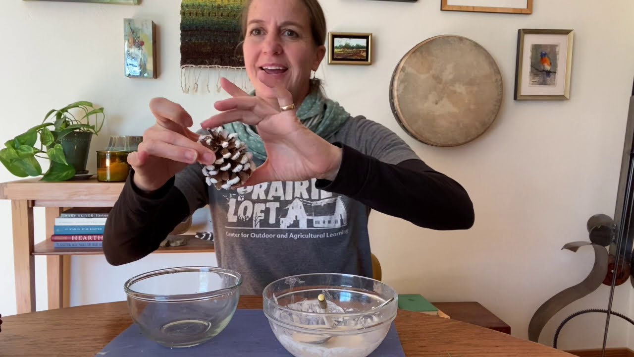 How to Make Frosted Pinecones