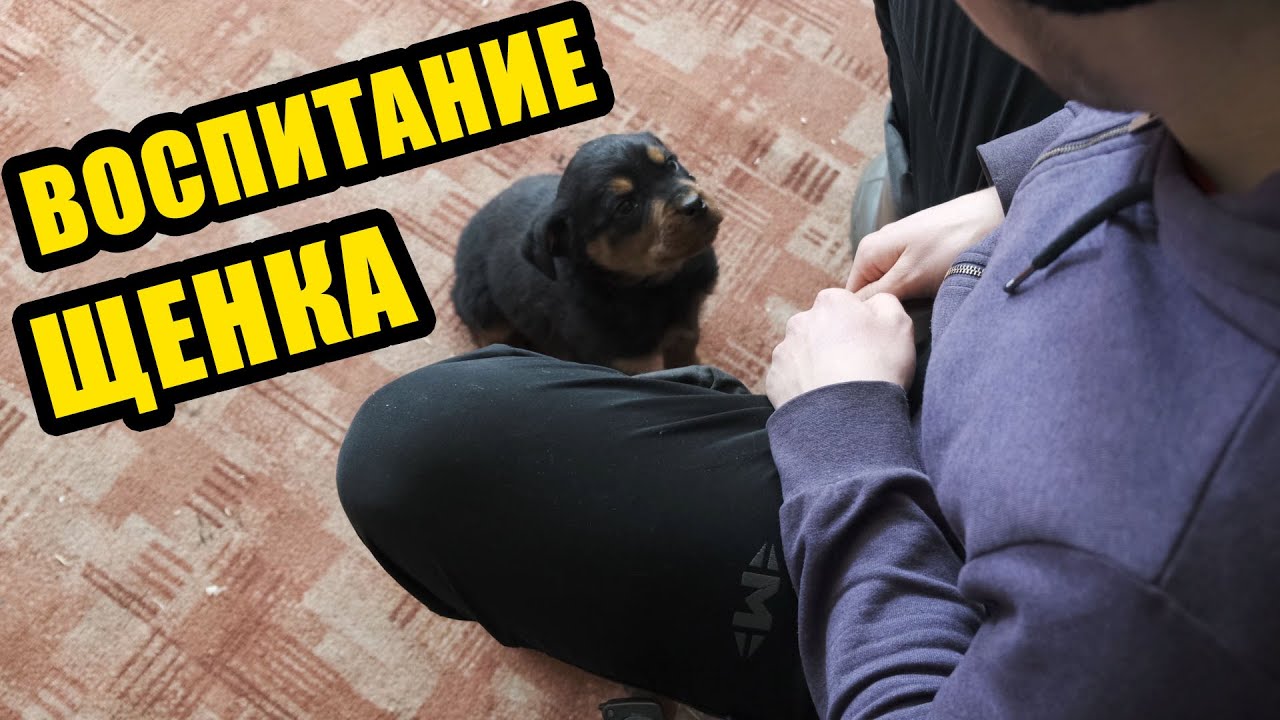 Первое с чего надо начать. Воспитание щенка ротвейлера 2 месяца. Зрительный контакт.
