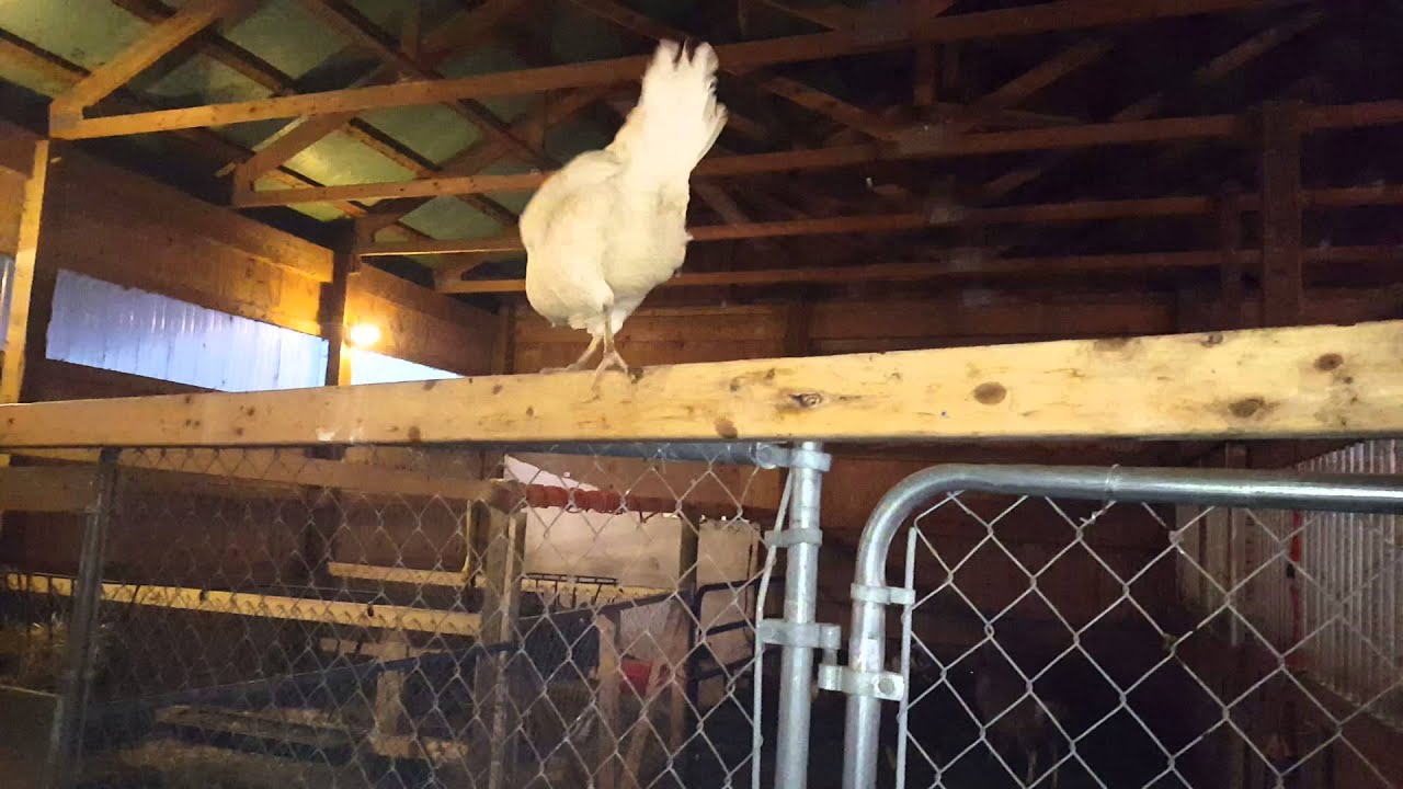 Introducing another rescue story - Henney the Chicken