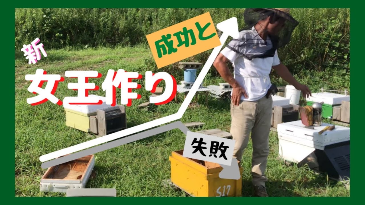 新女王蜂作り成功例、失敗例の判断｜働き蜂産卵｜女王蜂交代　＃養蜂＃女王蜂＃働き蜂