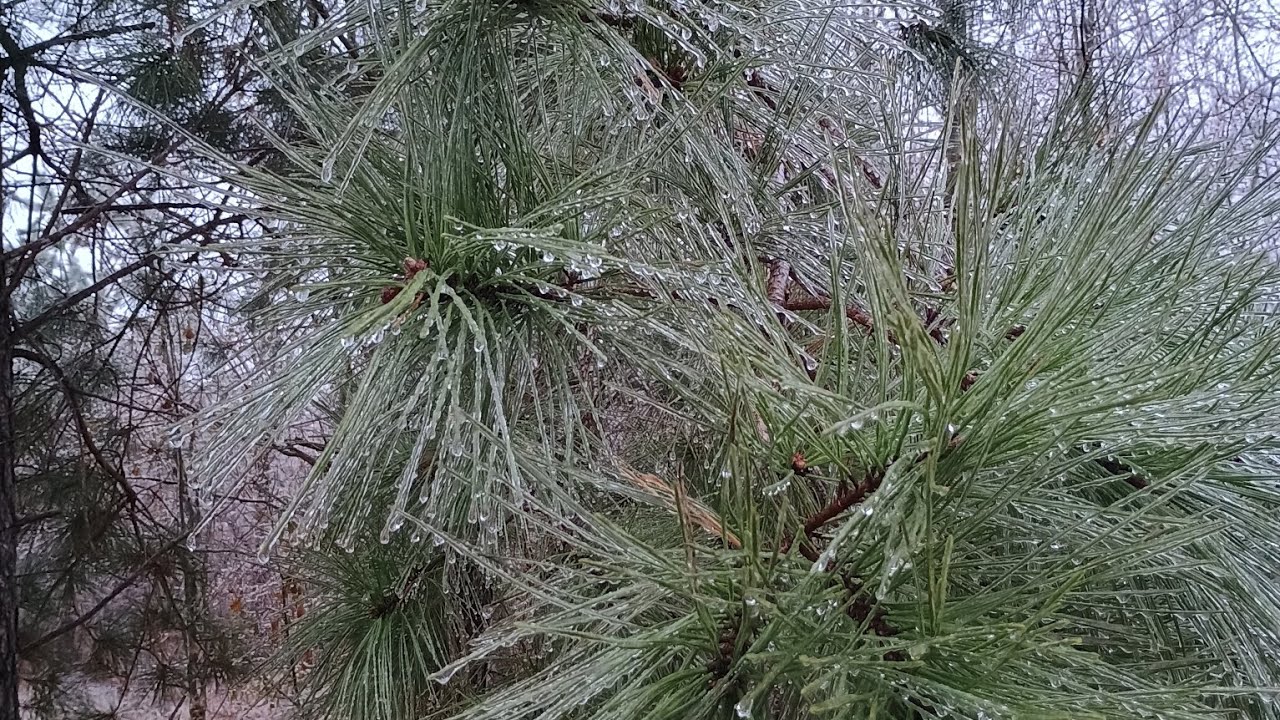 January 2025 Ice Storm | Coastal Plains // North Carolina