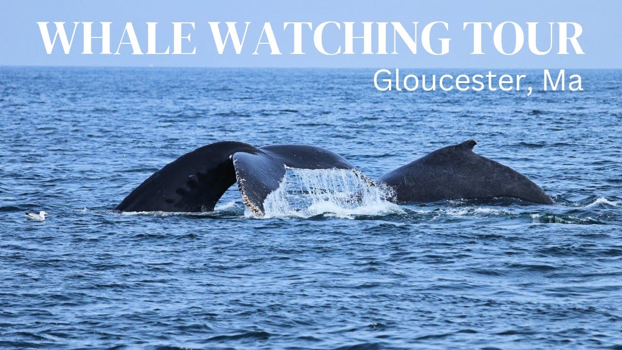 Whale watching in Gloucester, MA.