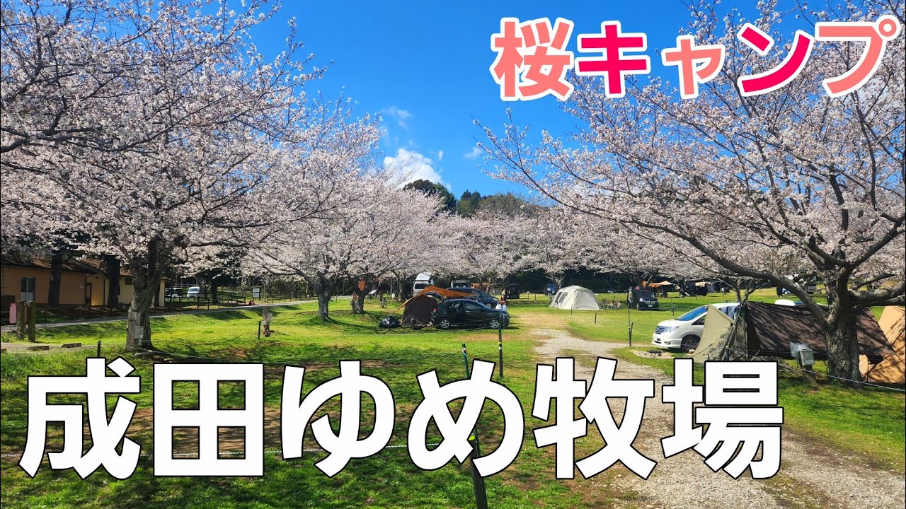 【千葉県】成田ゆめ牧場オートキャンプ場【千葉県キャンプ場】【春キャンプ】【桜】【フリーサイト】【ソロキャンプ】【デイキャンプ】