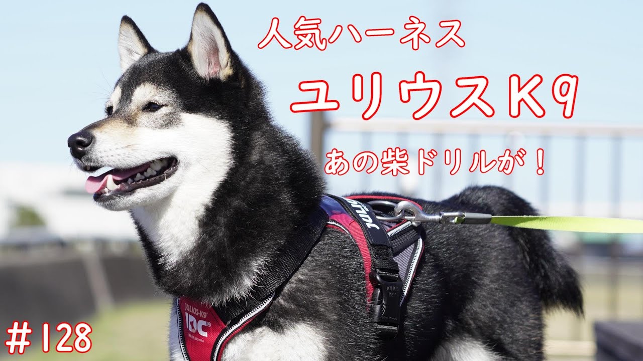 ユリウスＫ9ロングウオーク新作ハーネスが最高だった！柴犬名物、柴ドリルが！＃豆柴＃柴犬＃黒柴＃ユリウスＫ9