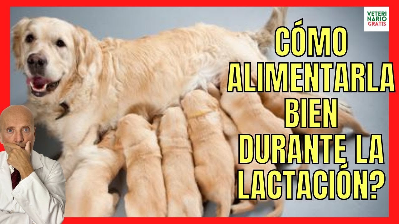 💝 ALIMENTOS CON CALCIO Y VITAMINAS PARA LA PERRA LACTANTE 💝 PRIMERIZA O NO