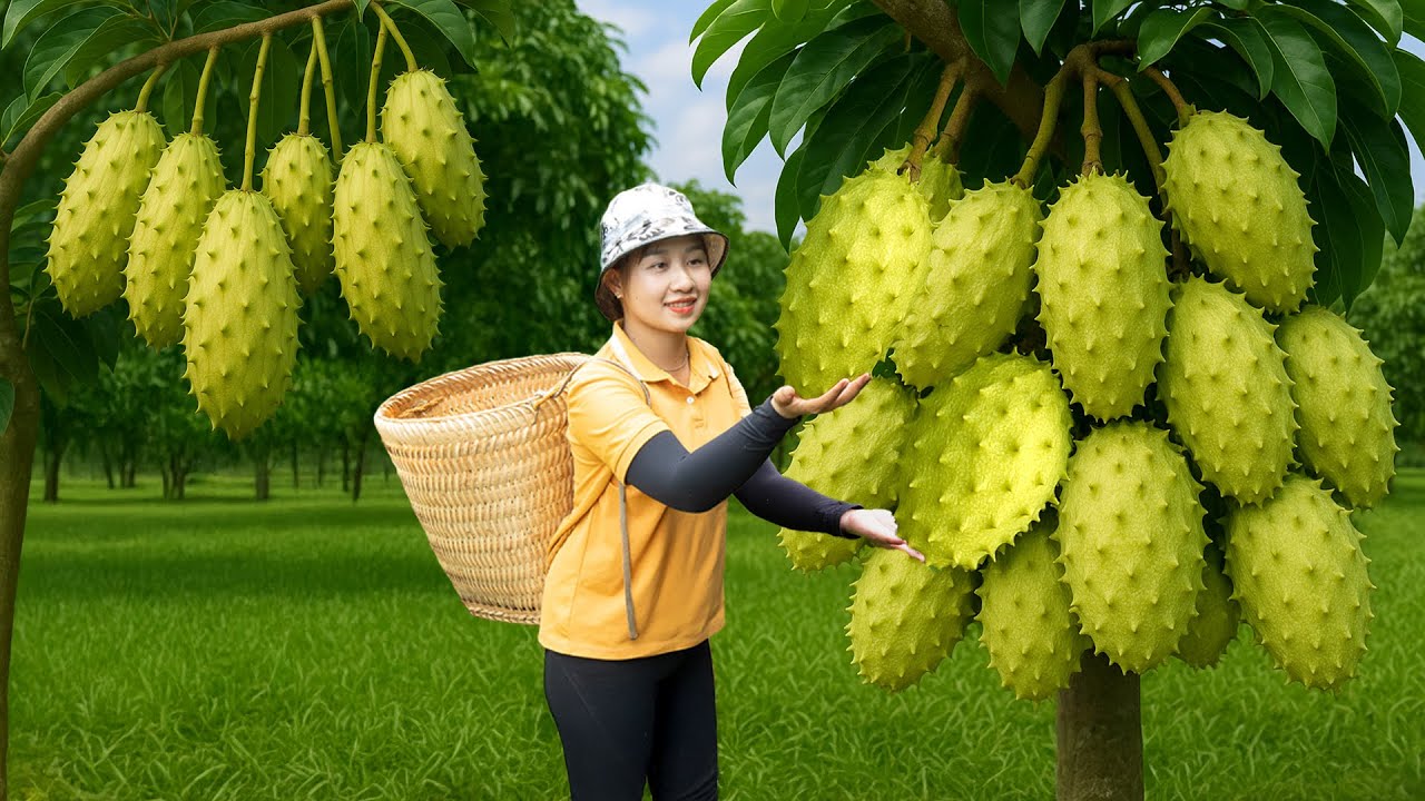 Harvesting Giant Soursop, Pawpaw, Longan Go To The Market Sell | Lucia New Life