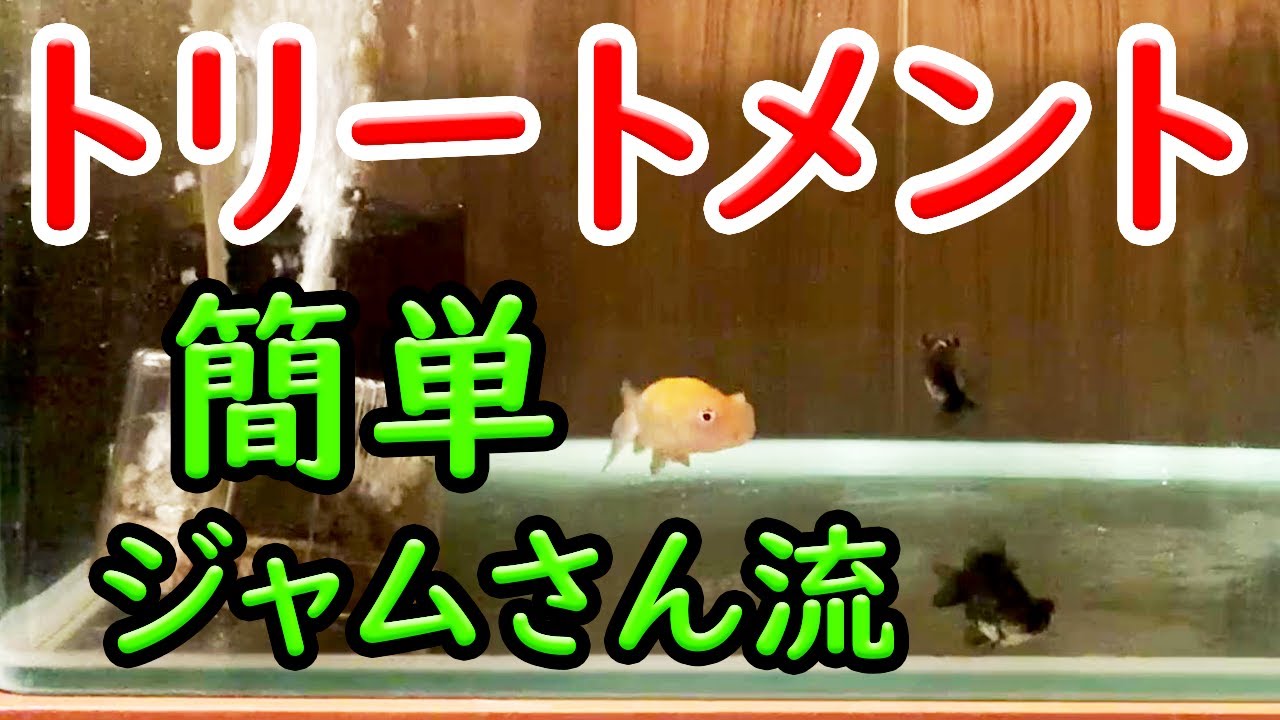 金魚トリートメントやり方【ジャムさん流】