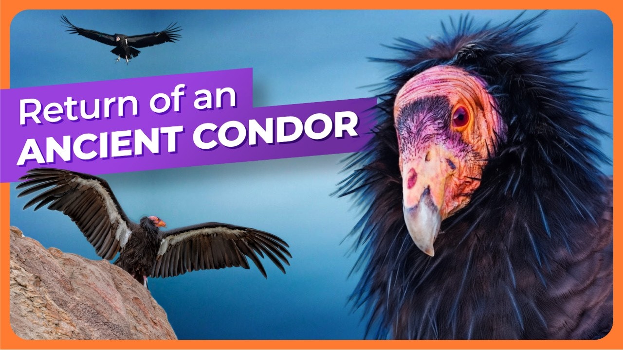 The Ancient California Condor is Coming Back
