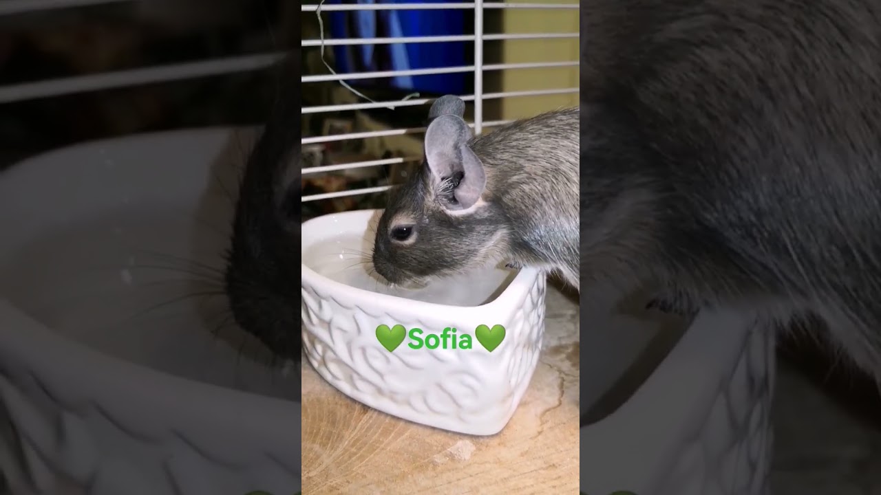 Sofia💚💚💚the life of degus‼️‼️#funny #animals #degu #pet #shorts