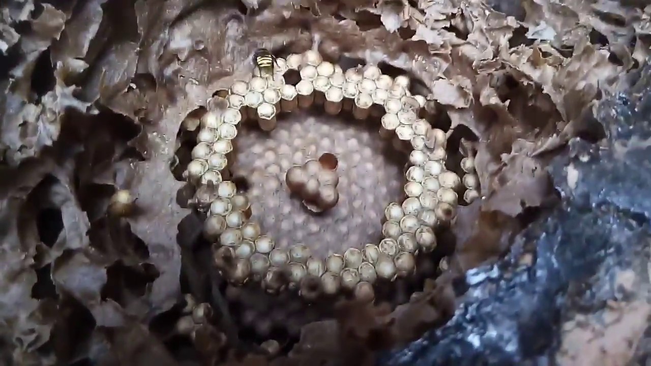 Divisão de Mandaçaia MQQ - Método 1x1 (Dicas básicas)