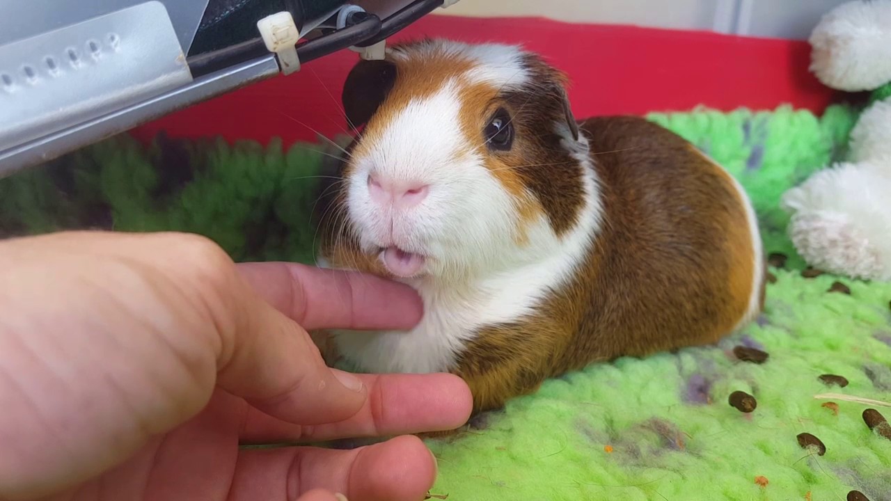Guinea pigs loving attention (and some rats too)