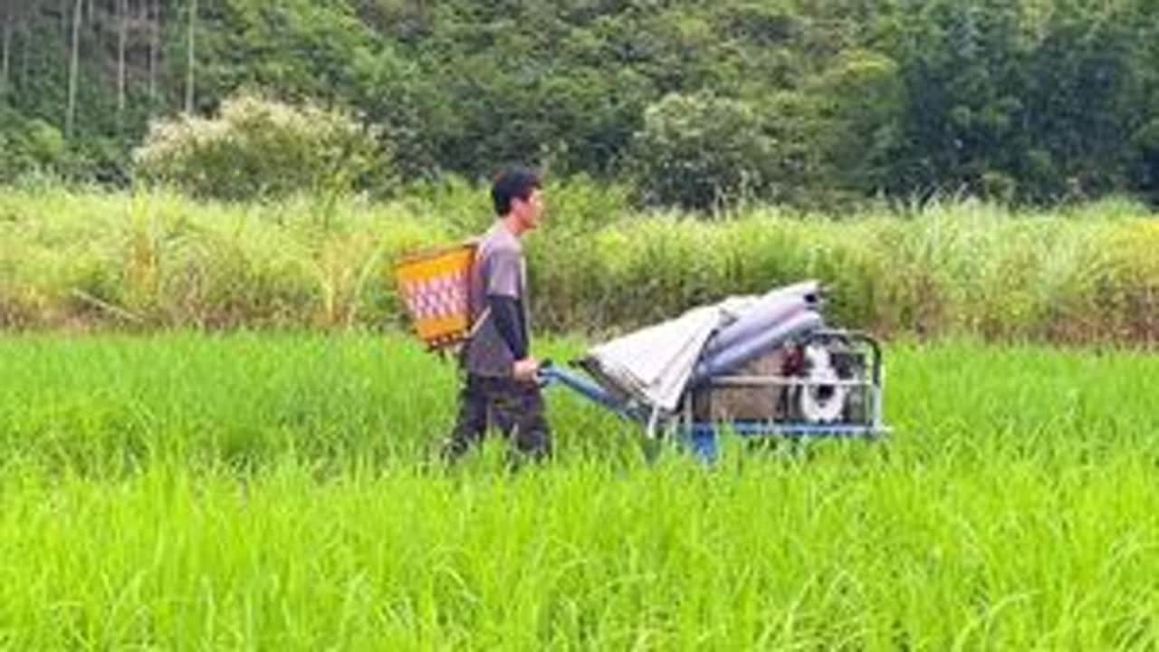 第二季水稻种下去有30天了，看长得怎么样？上面的田还是要抽水 #农村 #水稻 #抽水 #我的乡村生活 #返乡创业