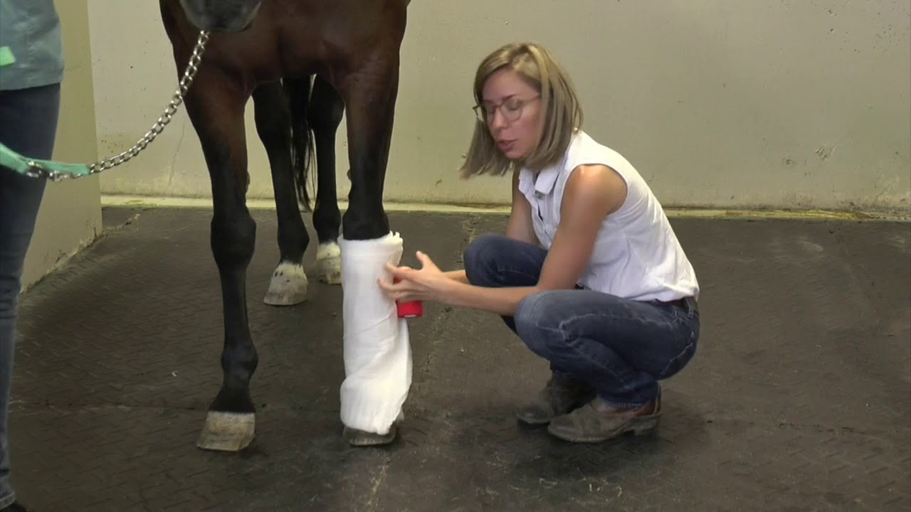 Bandage sur un membre d'un cheval