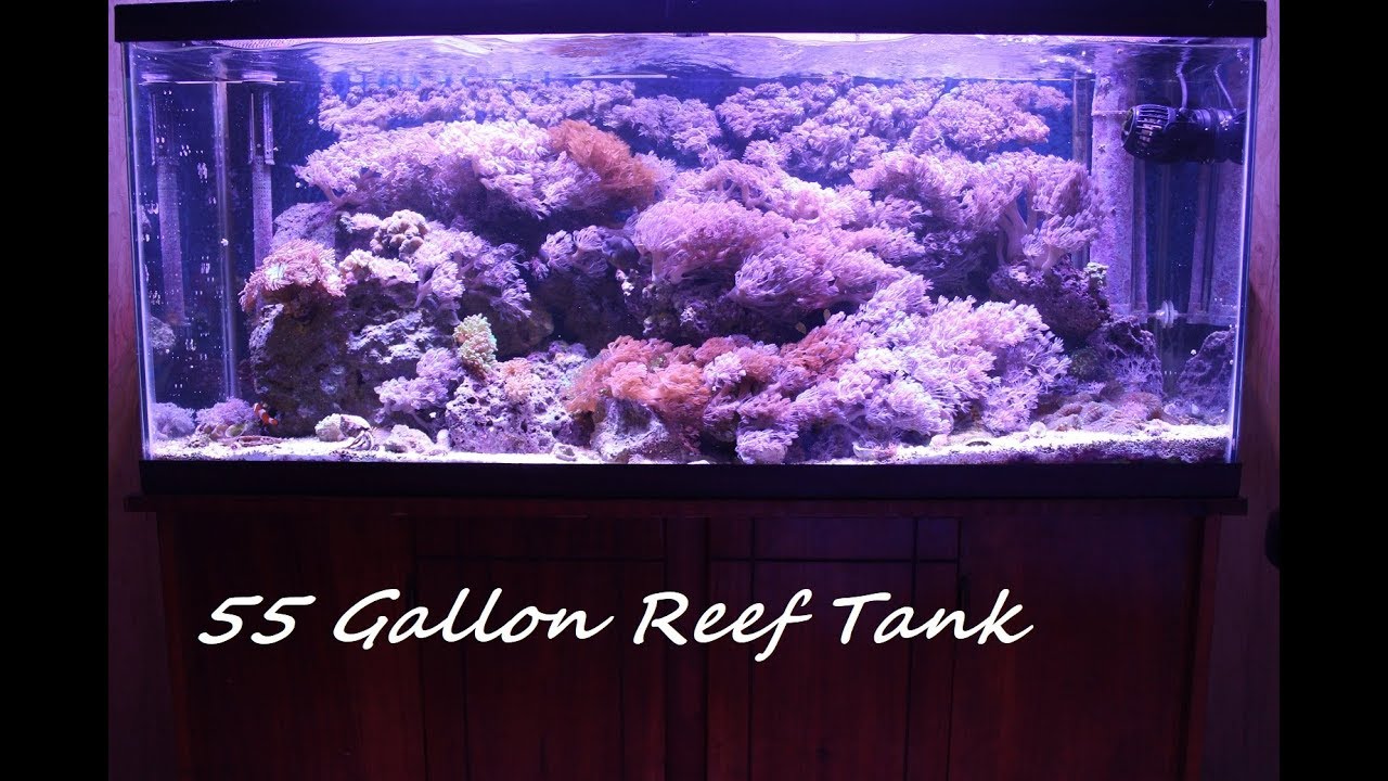 55 Gallon Saltwater Reef Tank Large Maroon Clown Duncans Pulsing Xenia Garden