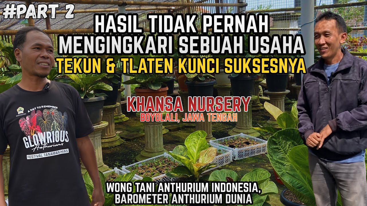 KUNCI SUKSES BERTANI ANTHURIUM | ULET, TEKUN, & TLATEN | KHANSA NURSERY BOYOLALI