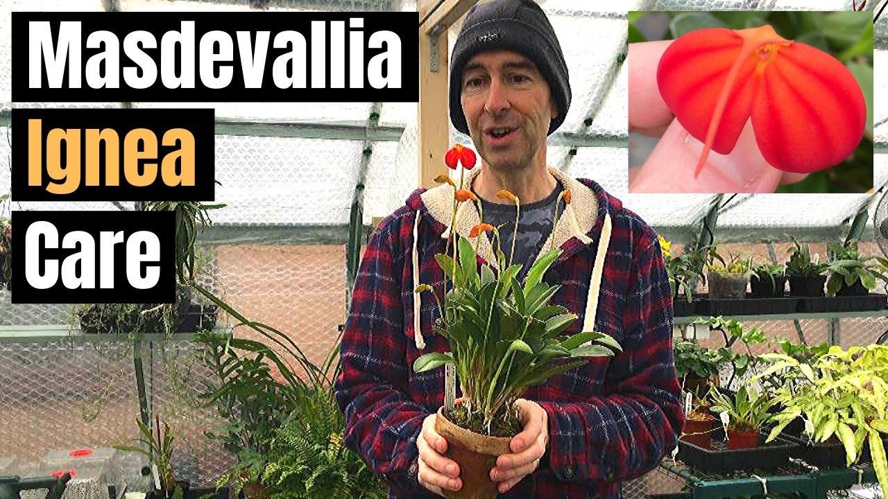 MASDEVALLIA IGNEA CARE - growing requirements (PART 1)