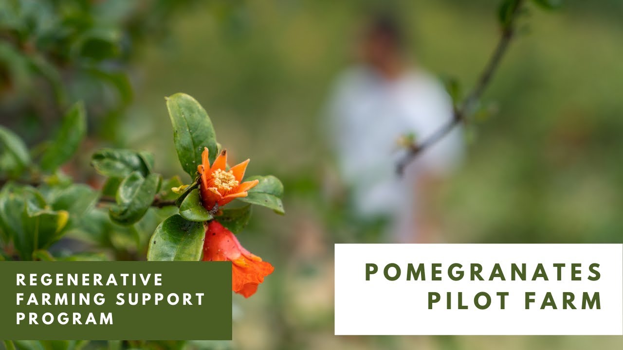 Regenerative Farming Greece | Pomegranate Pilot Farm | Sparta