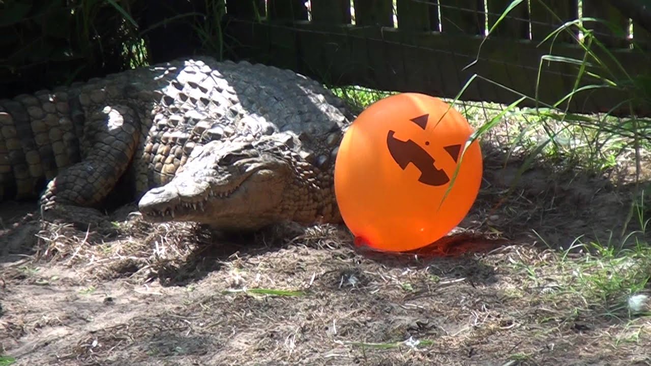 CROCODILE POPS BALLOON