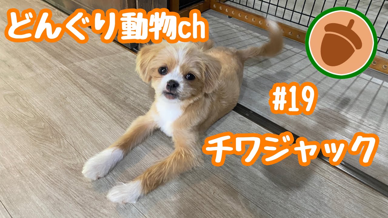 どんぐり動物ちゃんねる【DDC】＃19
