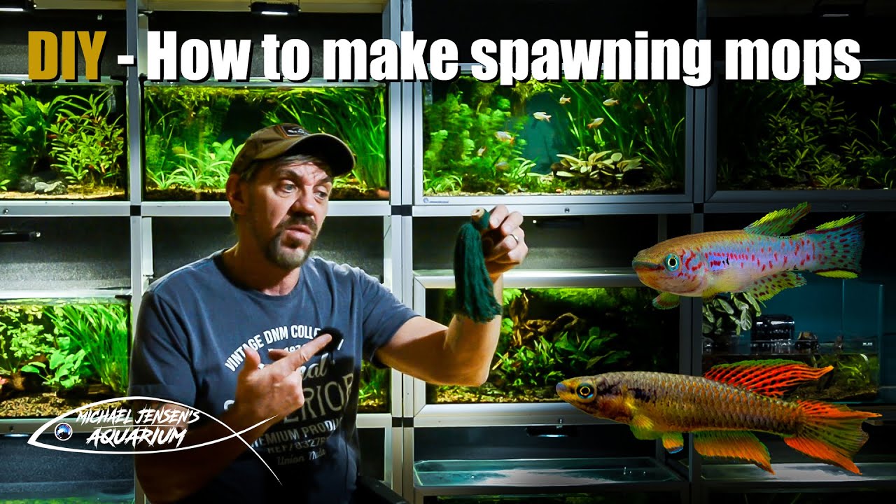 DIY - How to make a spawning mop for fish breeding