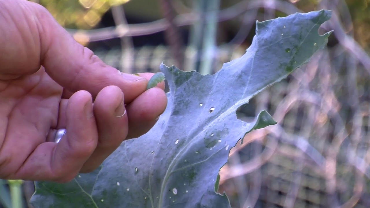 Cabbage Moths