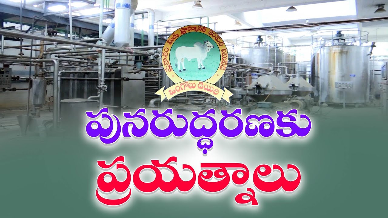 ఒంగోలు డెయిరీ పునరుద్ధరణకు ముమ్మర ప్రయత్నాలు | Intensive Efforts to Revive Ongole Dairy
