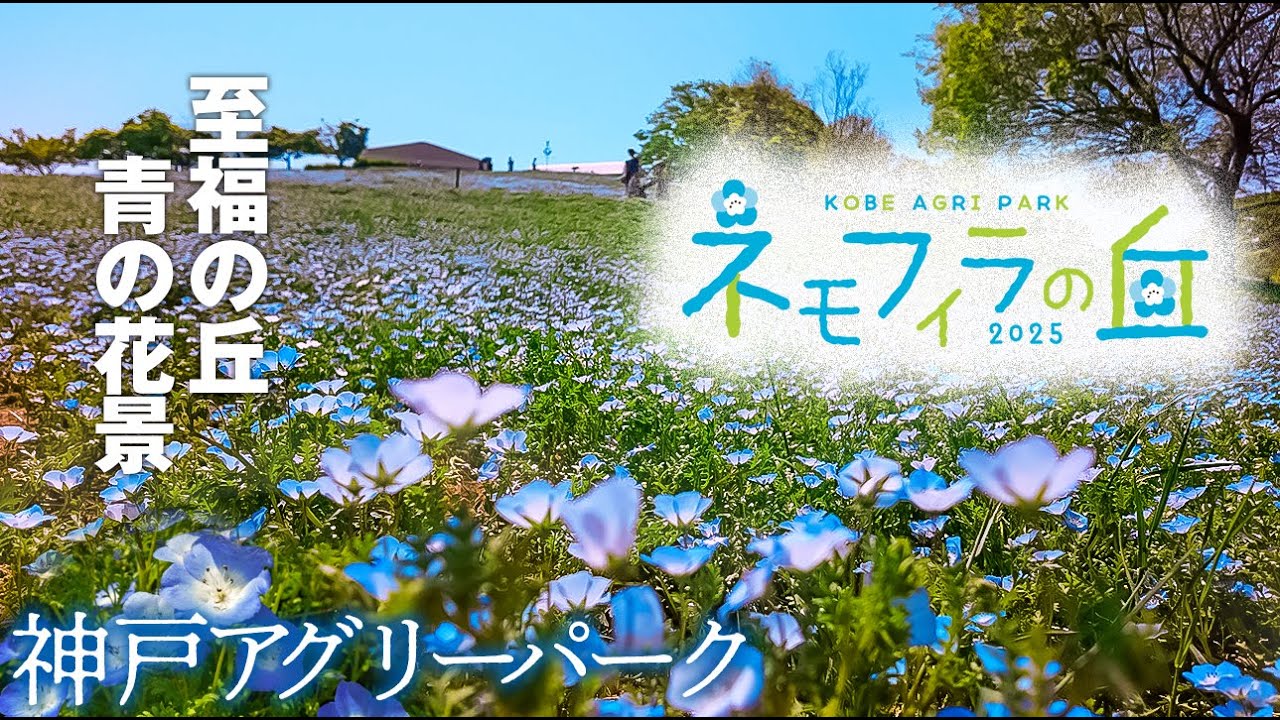 【シニアの花風景散策】ネモフィラの丘2025（こうべアグリーパーク）