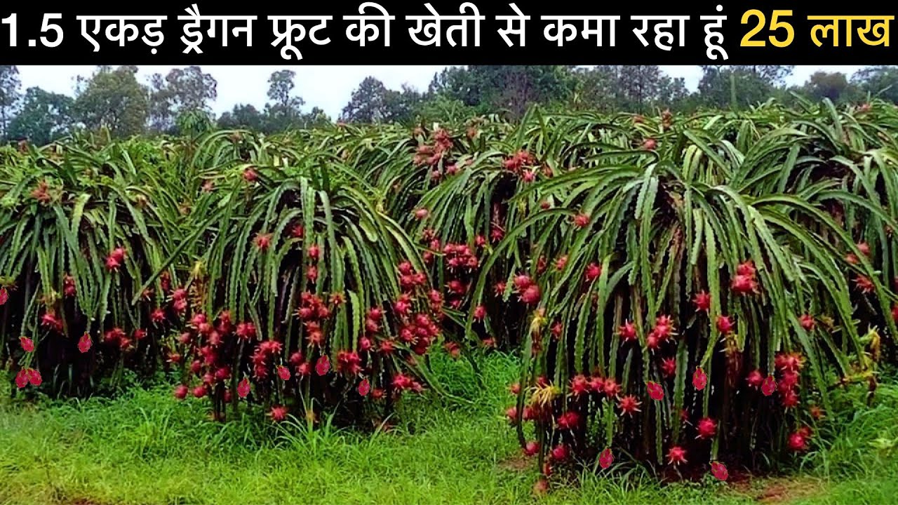 42 लाख सालाना की नौकरी छोड़ गाव मे शुरू की ड्रैगन फ्रूट की खेती | Dragon Fruit farming plant cutting