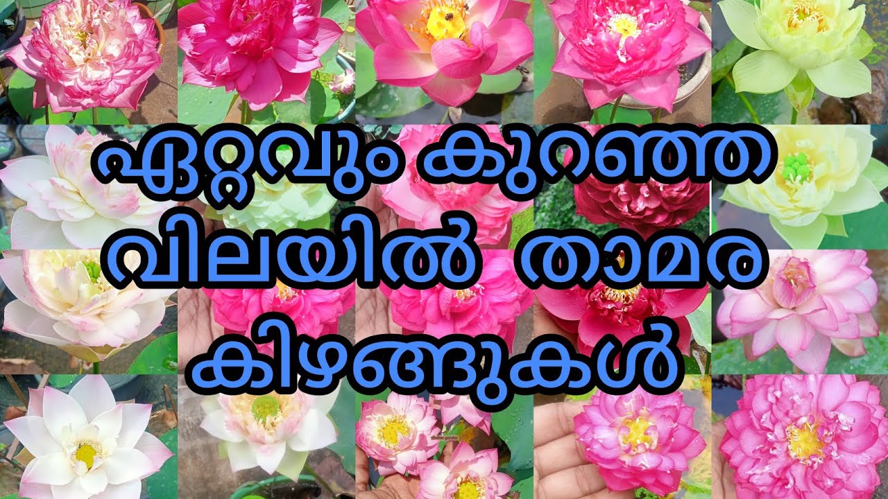 50 രൂപ മുതൽ താമരയുടെ tubers #salevideo #ambuz garden #9447113941 