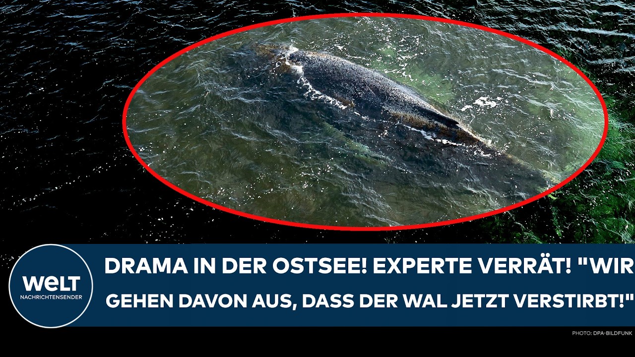 OSTSEE: Drama um den Buckelwal! Experte verr&auml;t! 