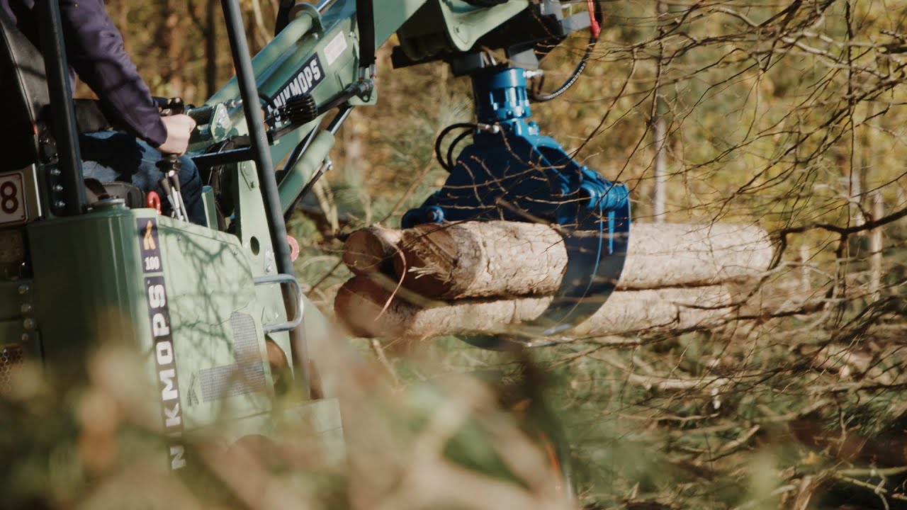 Knikmops aan het werk - Bosbouw