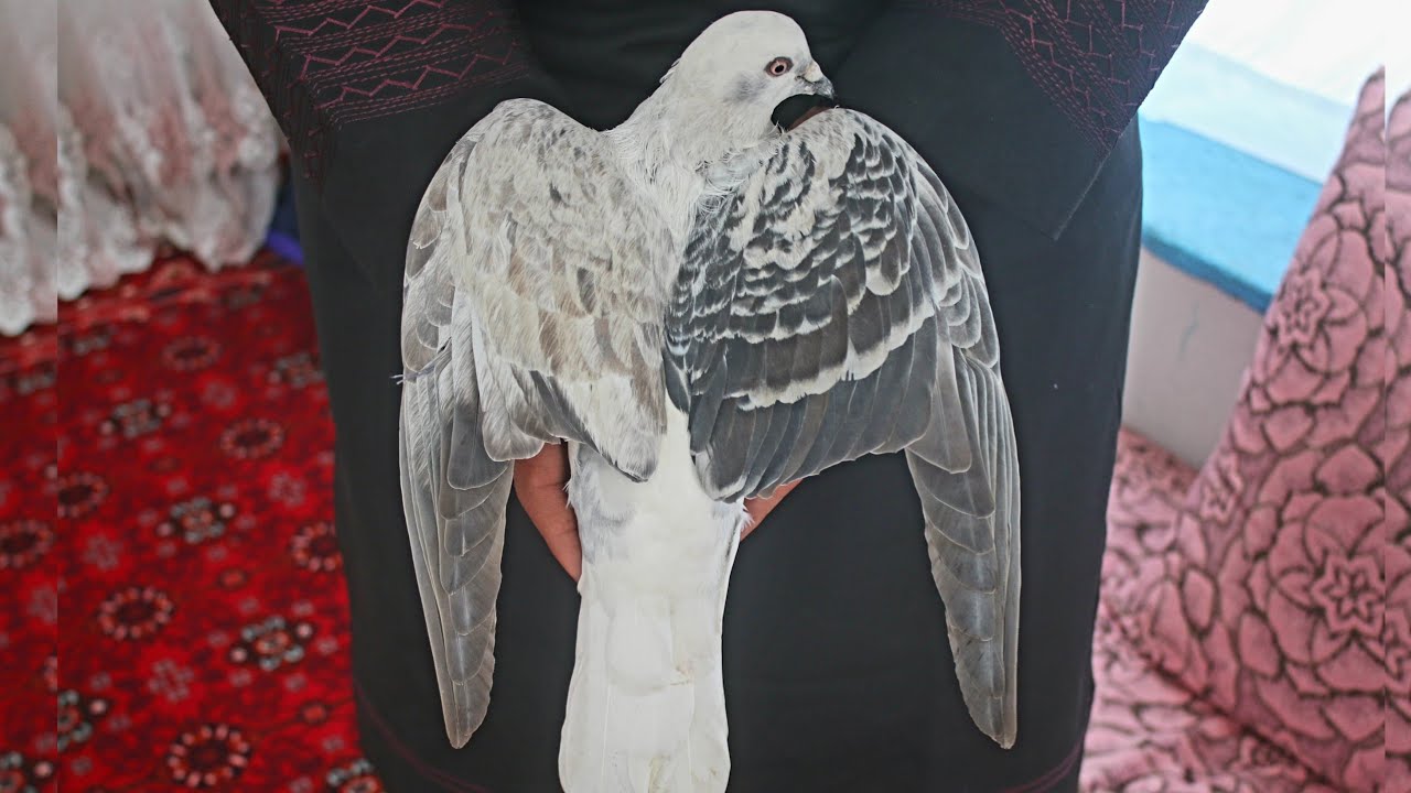 Do chap the highest price pigeon قیمت ترین و کمیاب ترین کفتر افغانی دو چپ