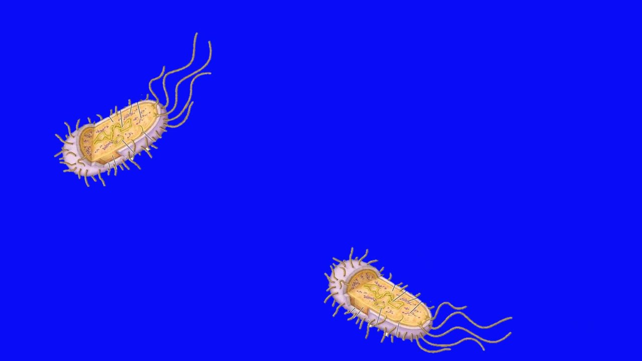 Animation of Conjugation