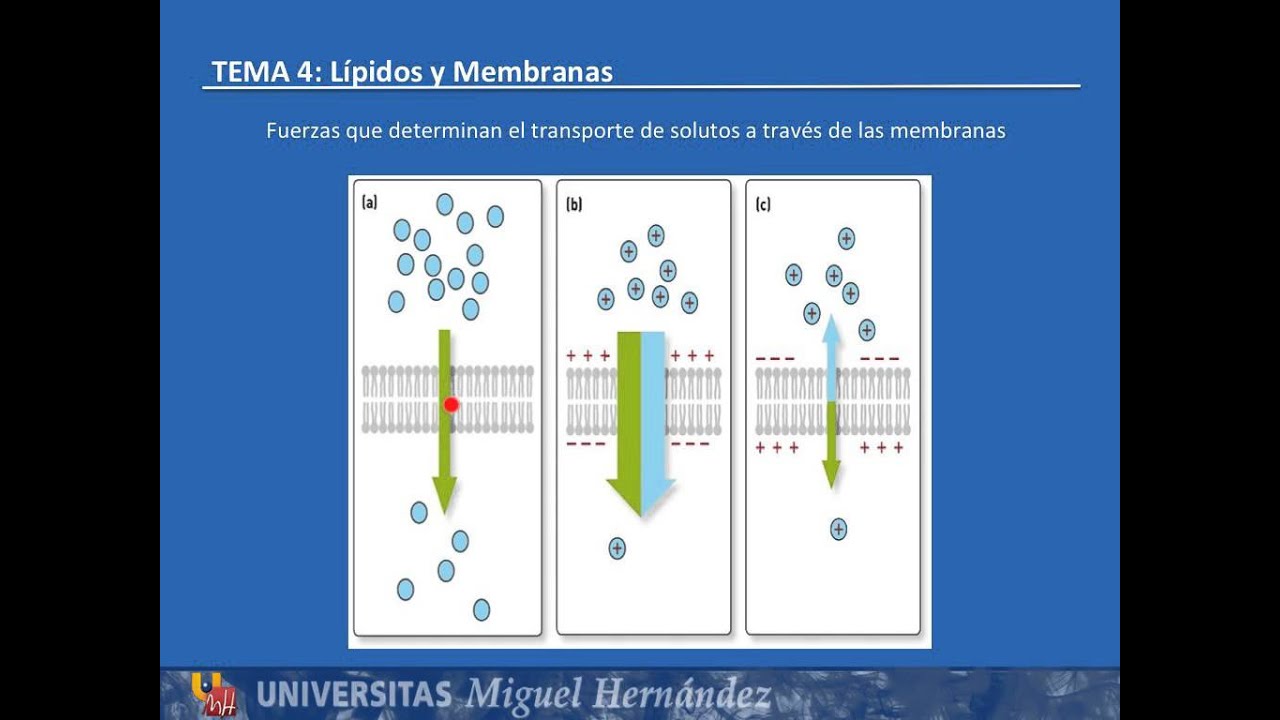Tema 4.5 Transporte de solutos a través de la membrana (UMH1003 2015-16)