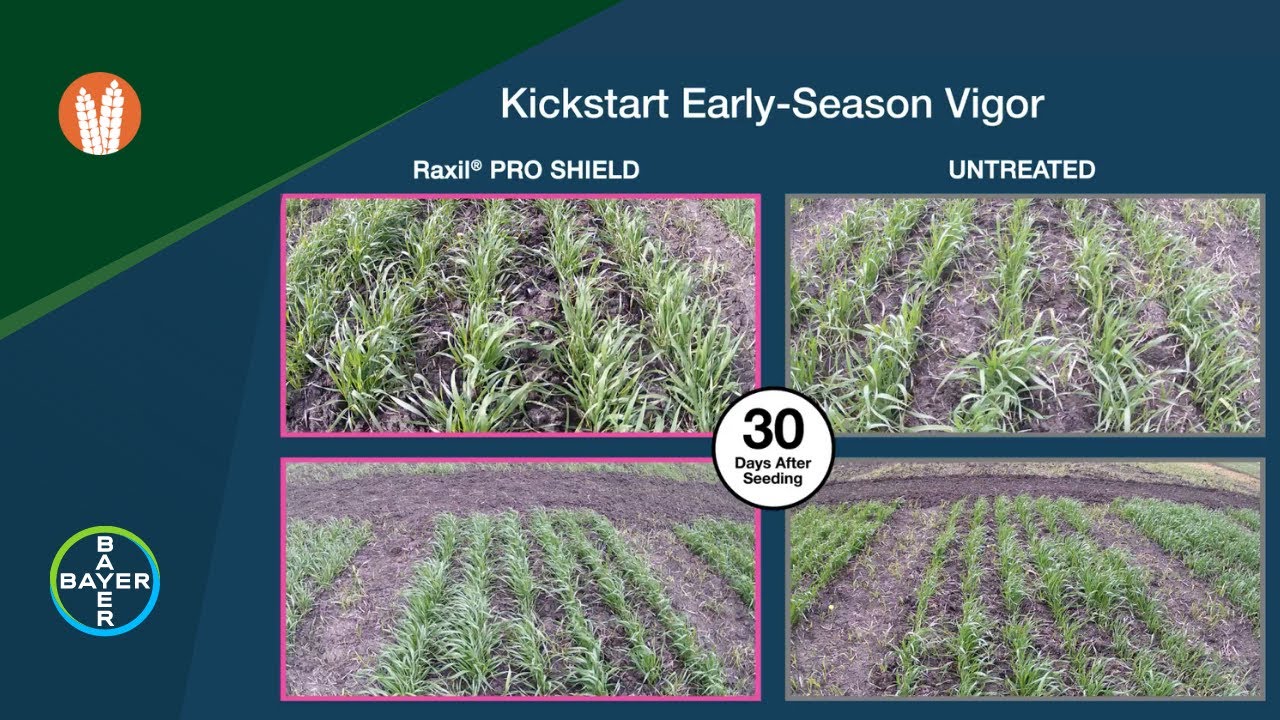 Cereal Seed Treatments: Raxil PRO SHIELD Timelapse